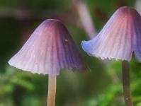 Сказка про грибы: как Ежик Буль решил сменить профессию